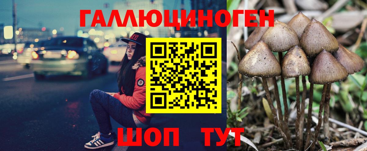 купить наркотик  Галлюциногенные грибы Psilocybine cubensis  Вход с VPN  Курчатов 